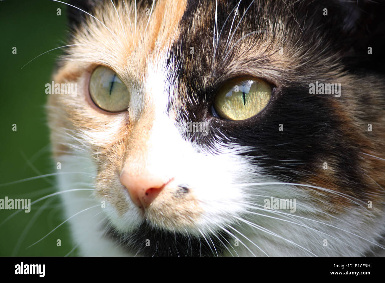 A young female tortoise shell cat Stock Photo