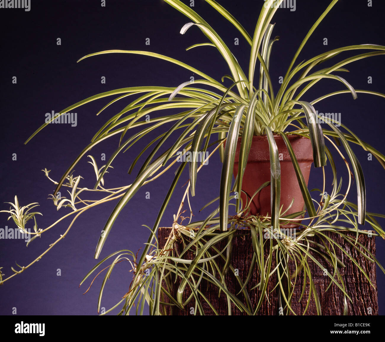 Chlorophytum Comosum Reproducción Peace Lily