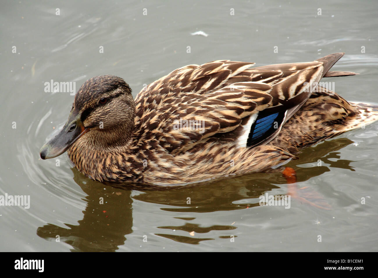 Mallard or Wild duck 'Anas platyrhnchos' ANATIDAE Stock Photo