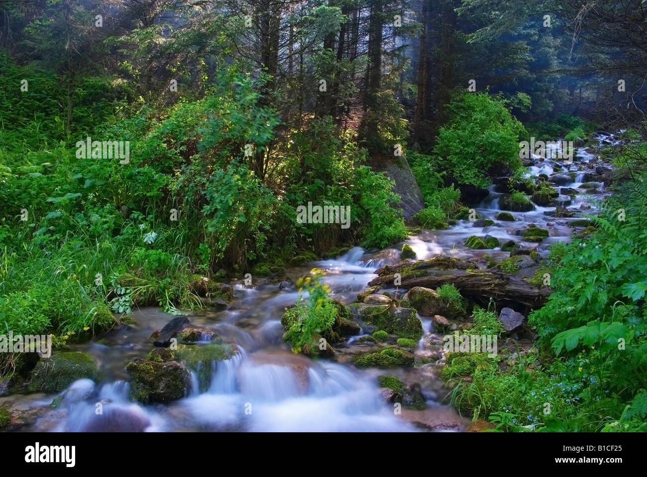 Morning in mountain forest Stock Photo - Alamy