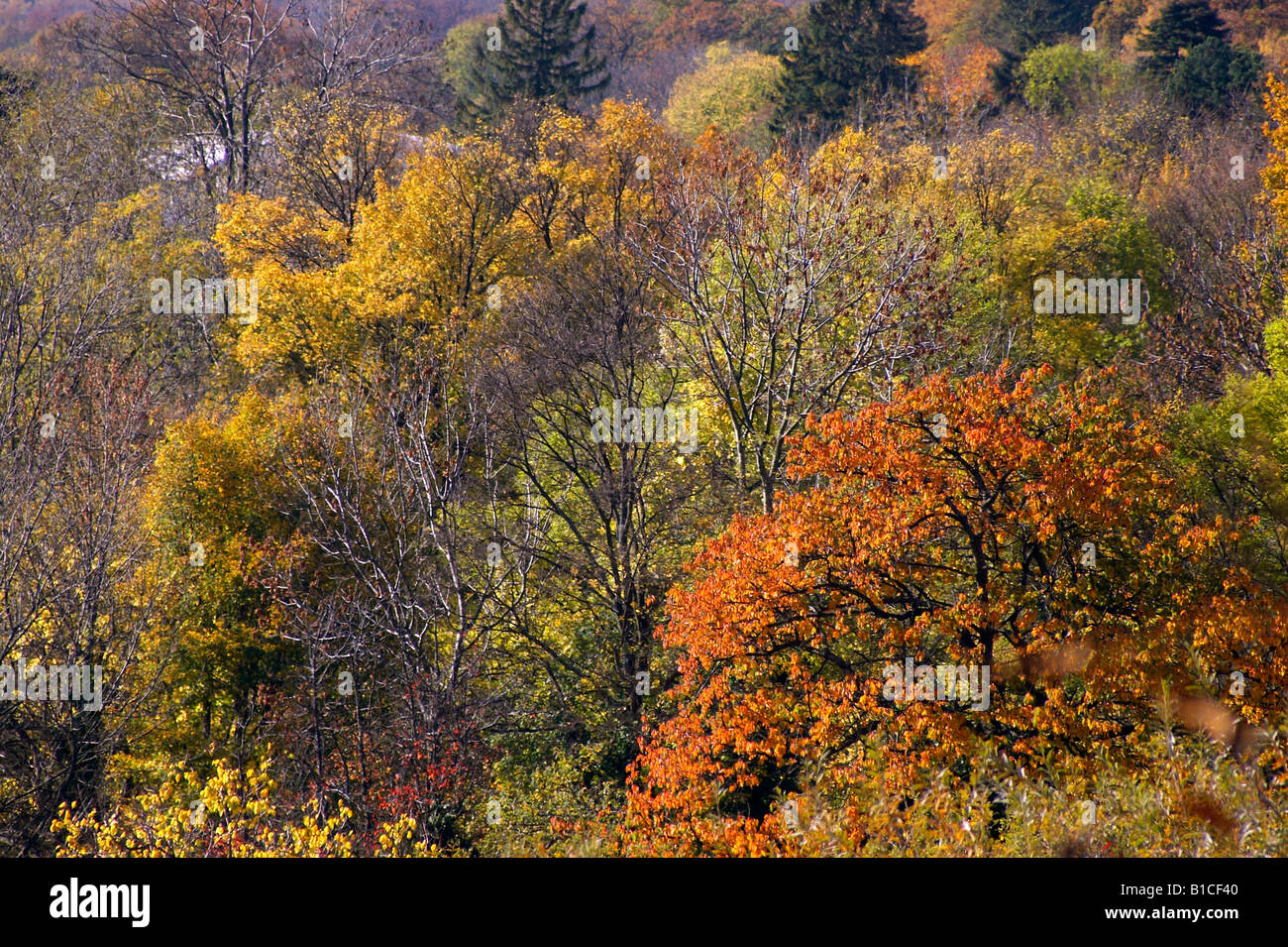 Deciduous trees in leaf hi-res stock photography and images - Alamy