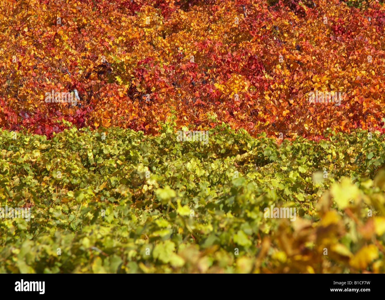 vineyard in autumn Stock Photo