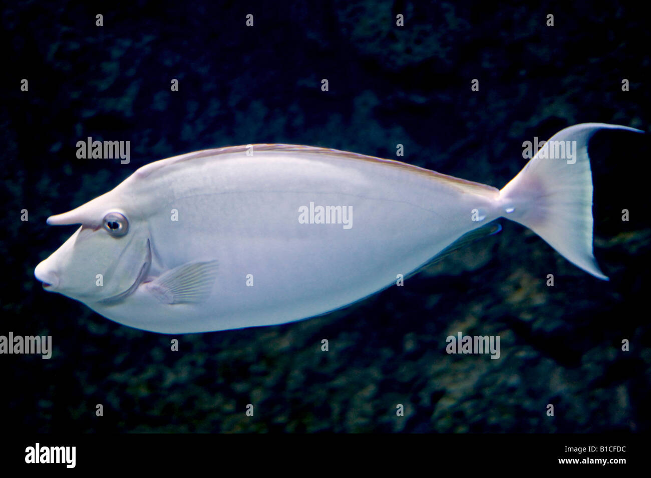 Unicorn Tang fish Stock Photo