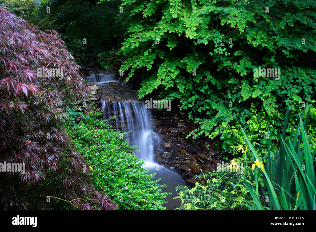 Garden setting in the South Carolina Botanical Garden with Yellow Iris, water fall and shrubs Stock Photo