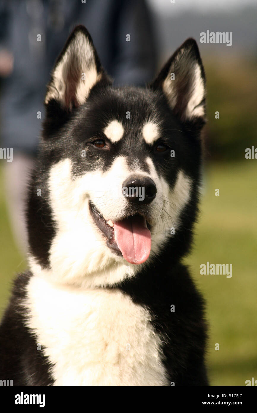 Black and white husky hires stock photography and images Alamy