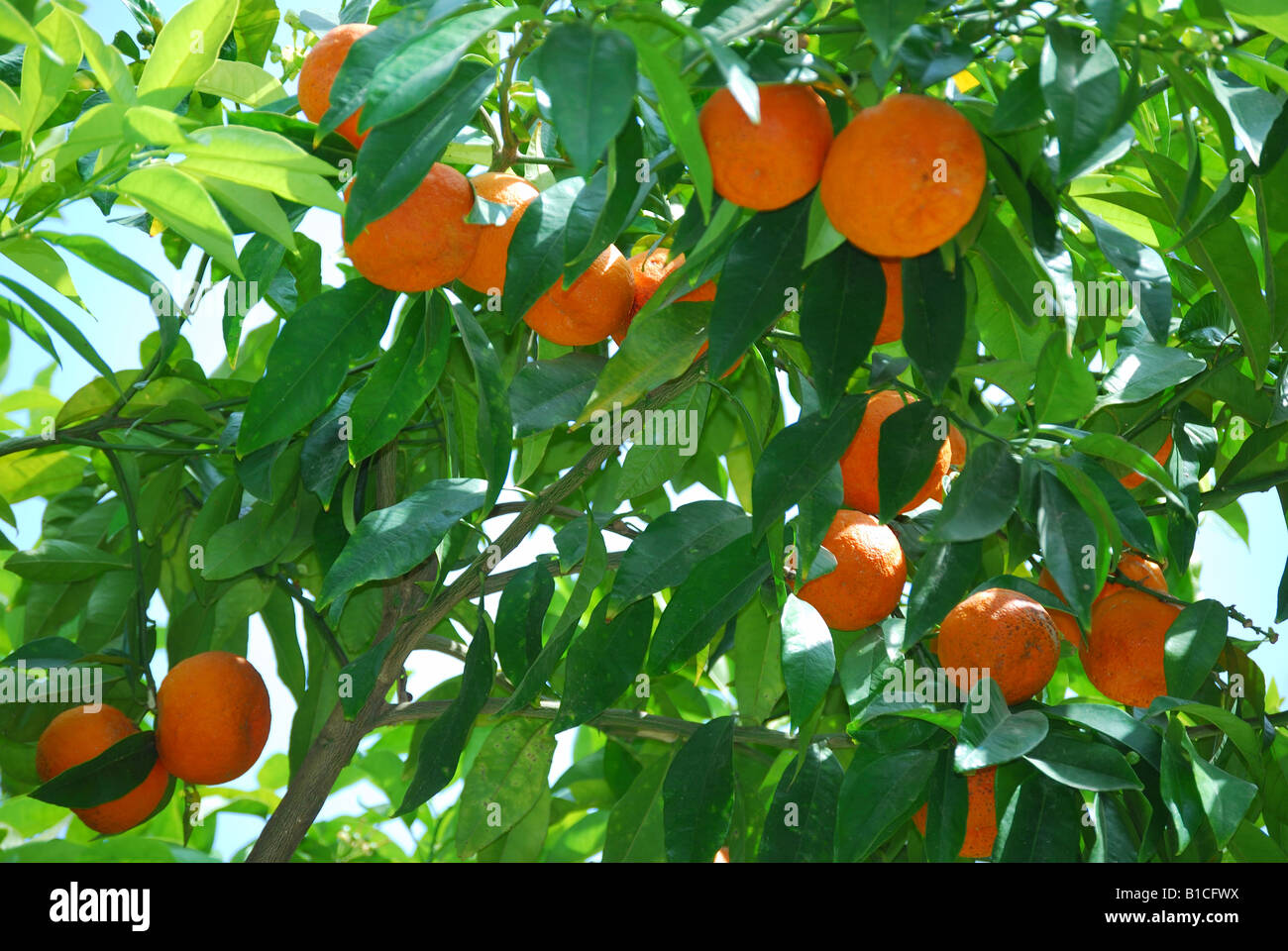 Orange tree in town centre, Taormina, Messina Province, Sicily, Italy Stock Photo