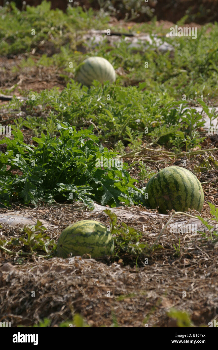 Watermelon on ground Vertical format. sunny.Watermelons 25429 Stock Photo