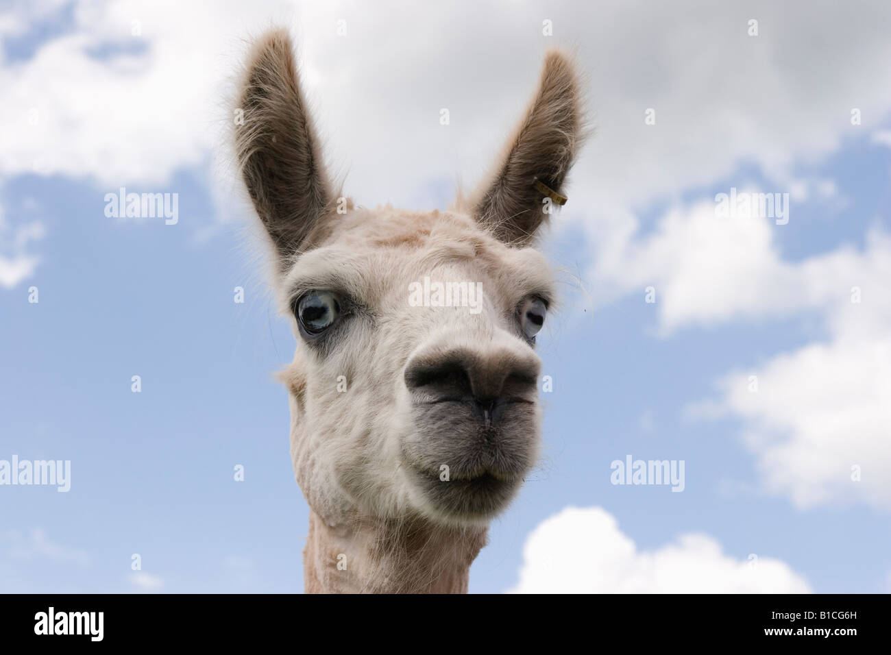 The head of a lama against a summer sky Stock Photo