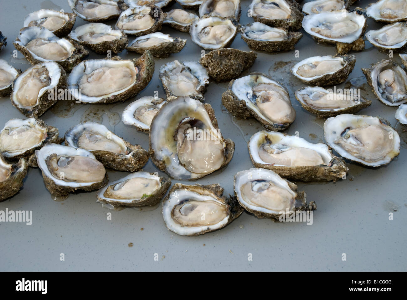 fresh shucked oysters on the half shell Apalachicola Florida Stock Photo