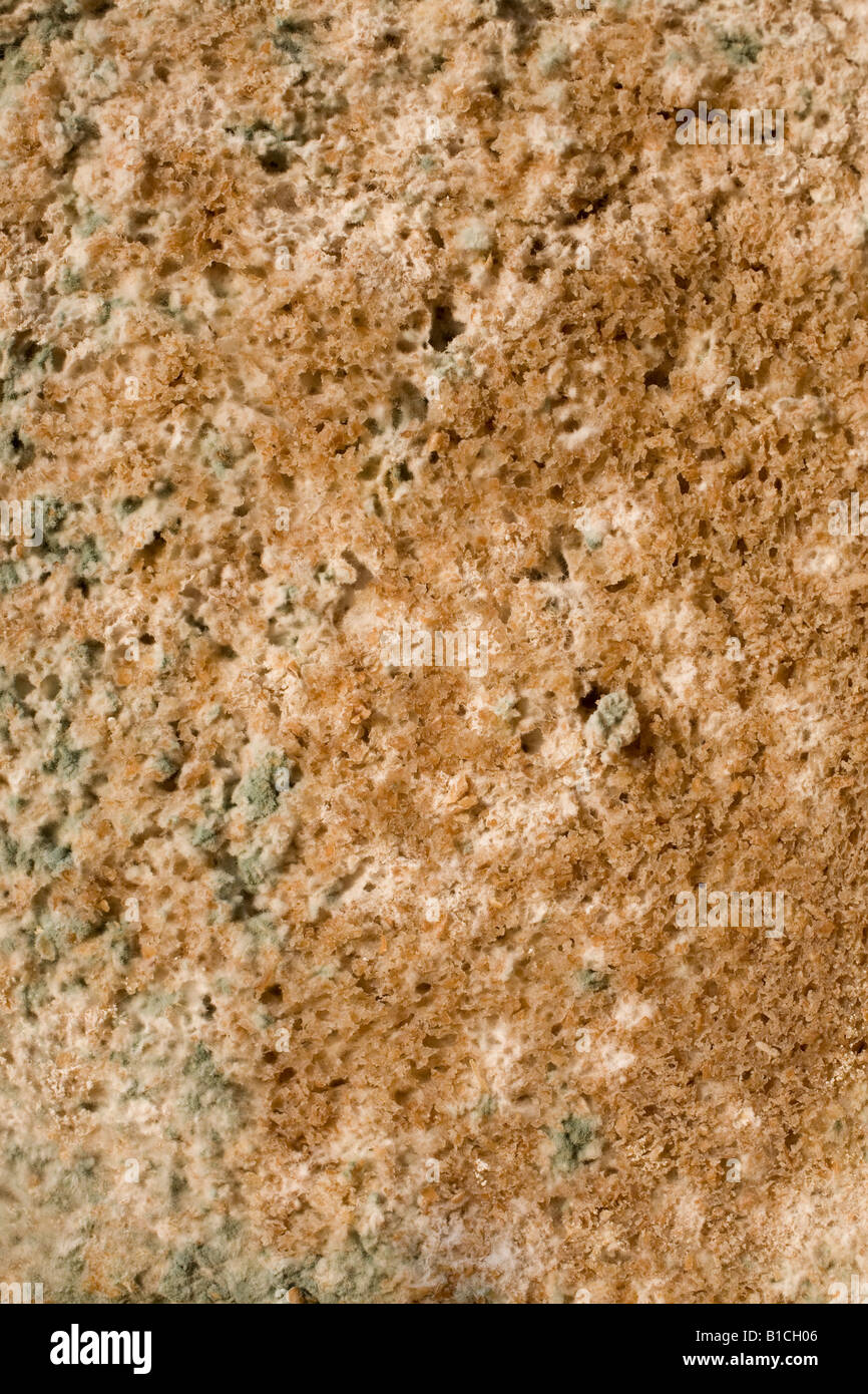 Mouldy Bread Stock Photo