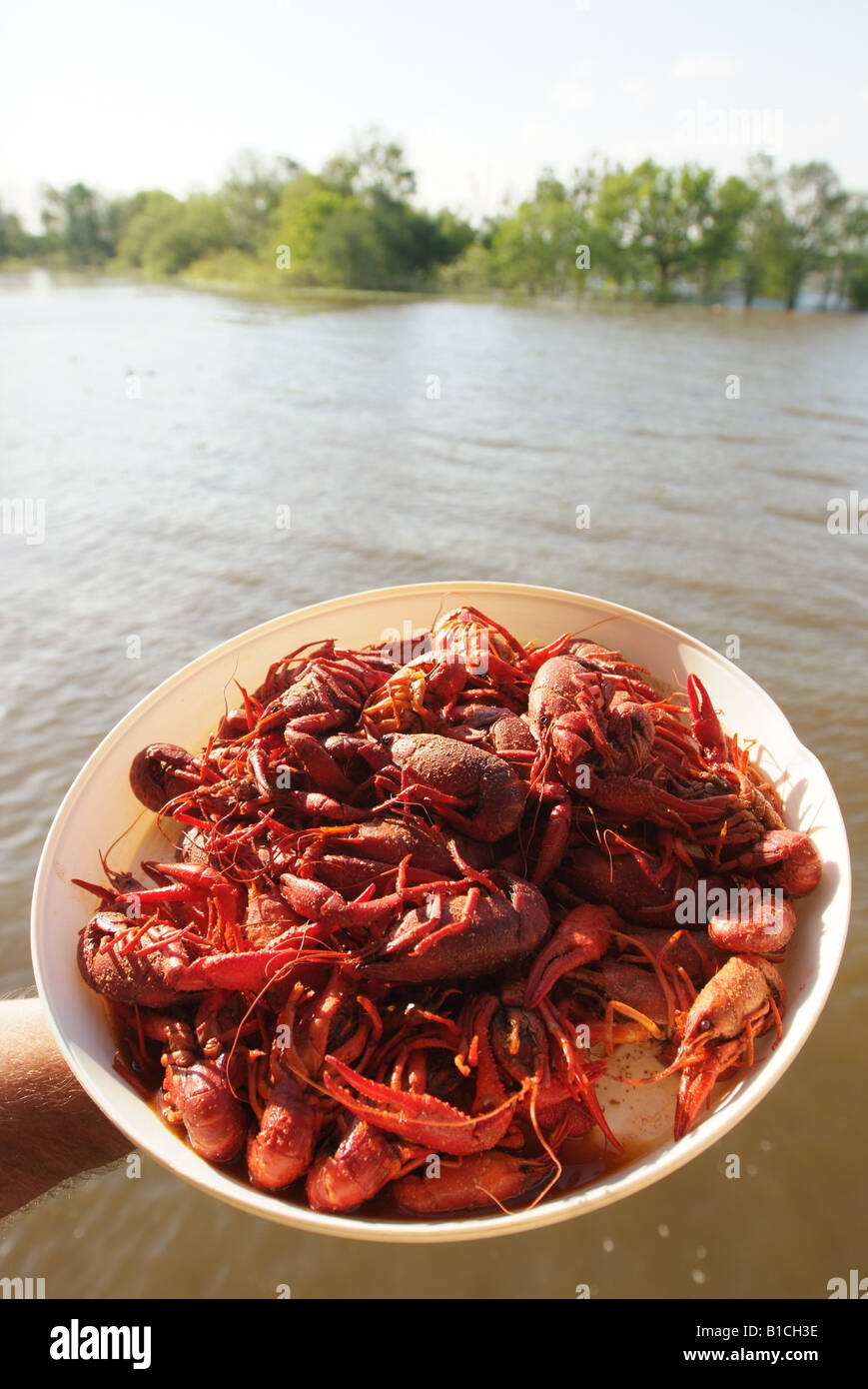 USA Louisiana LA Cajun Country crawfish cooked at McGees Landing Stock