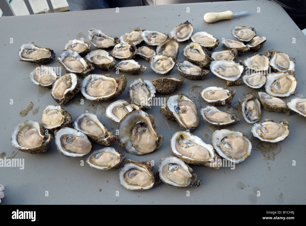 Freshly shucked oysters on the half shell