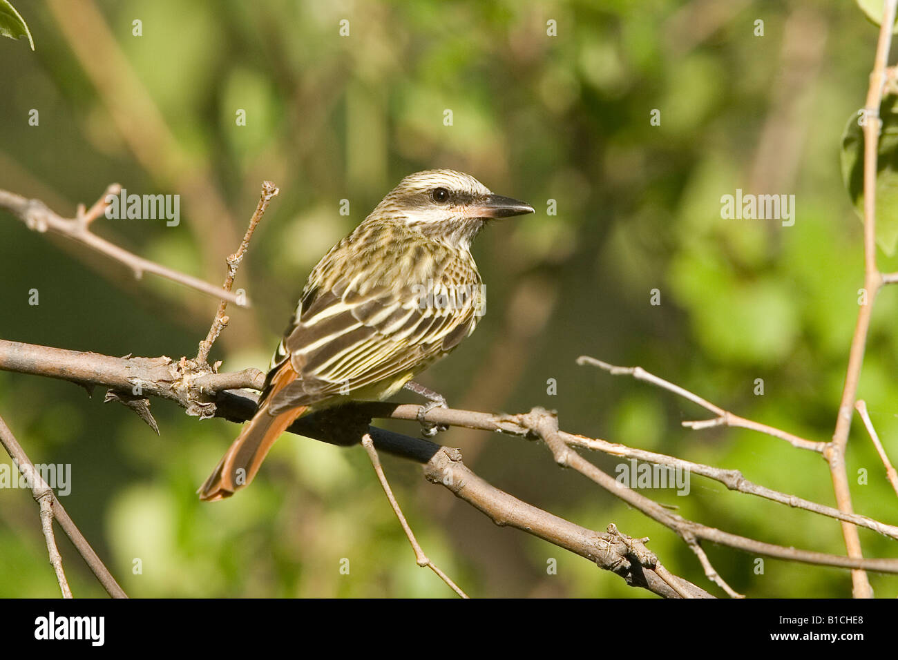 Sulphurbellied Flycatcher Myiodynastes luteiventris Stock Photo Alamy