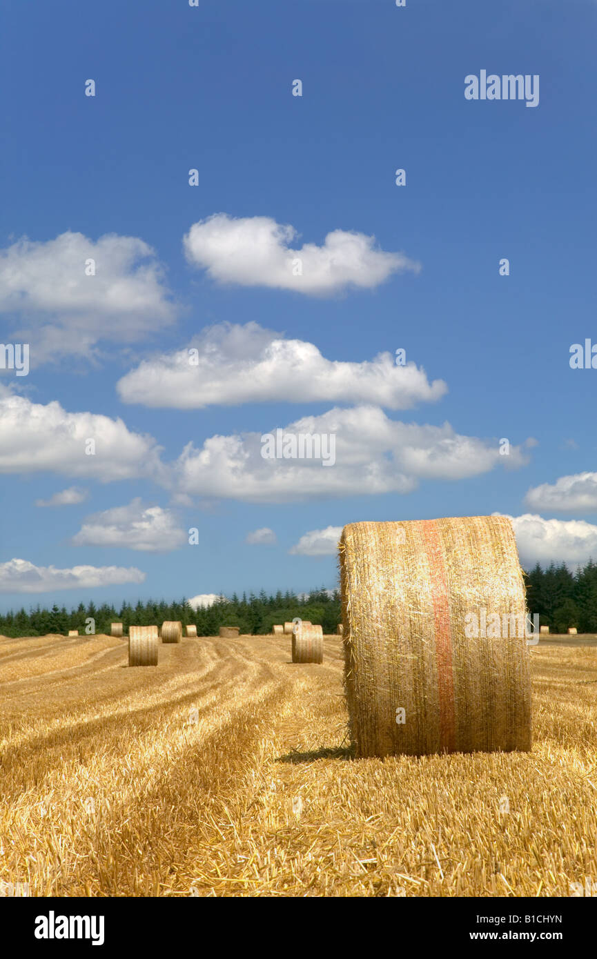Hay bales in a field on a bright sunny day in summer Stock Photo - Alamy