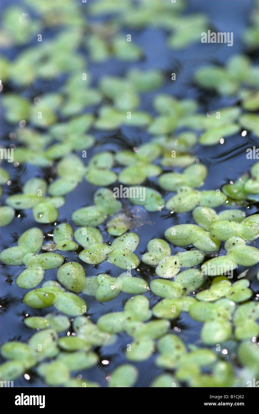 Blanket weed in pond hires stock photography and images Alamy