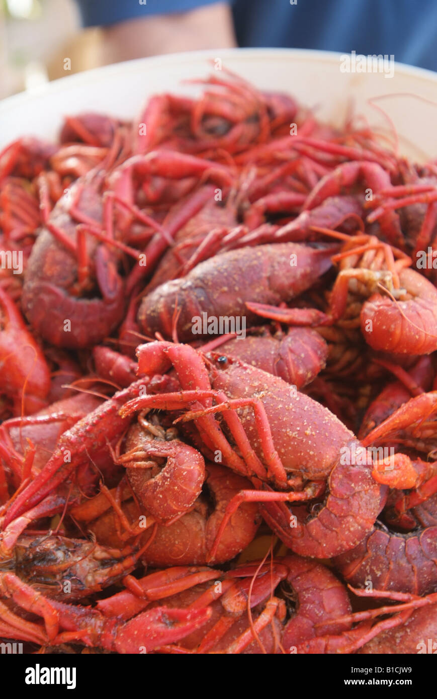 USA Louisiana LA Cajun Country crawfish cooked at McGees Landing Stock