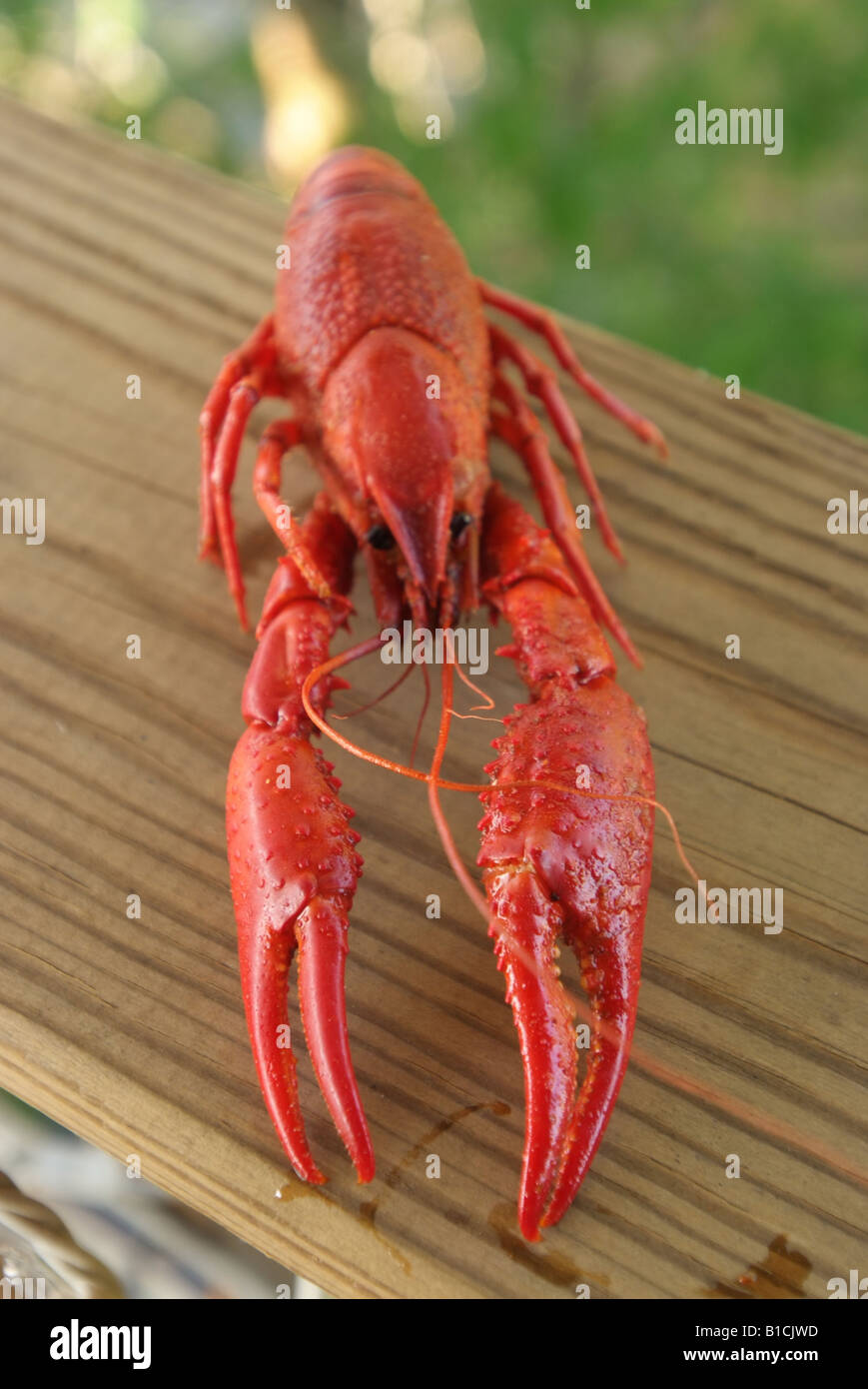 USA Louisiana LA Cajun Country crawfish cooked at McGees Landing Stock