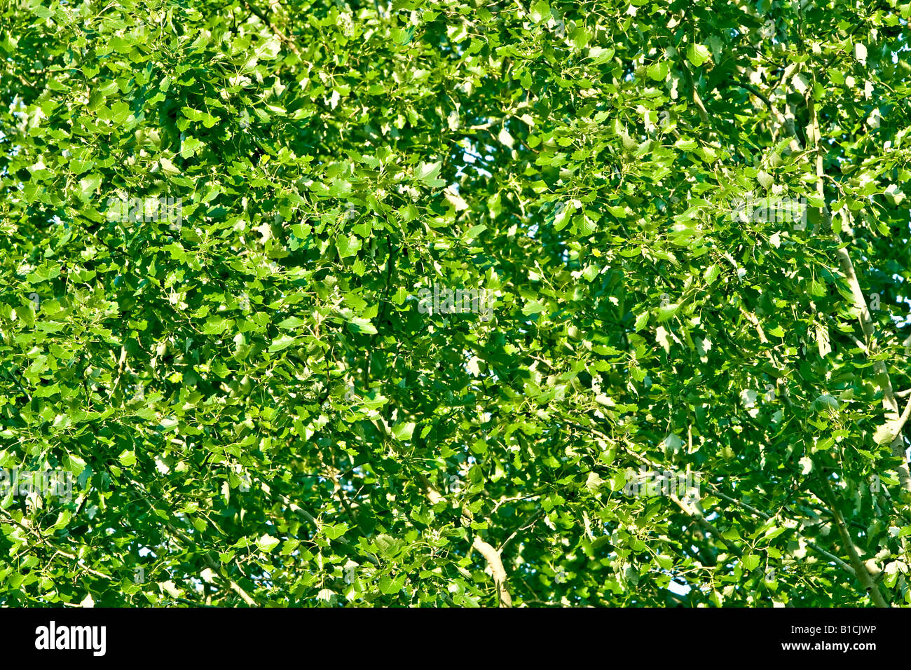 spring tree leafs Stock Photo