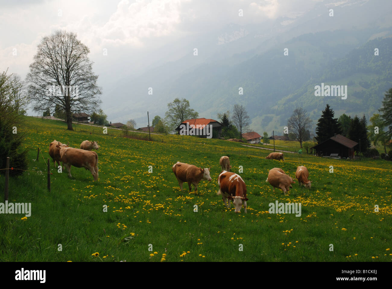 Dairy cows grazing on farm above Reichenbach Kandertal or Kander valley Berense alps Switzerland Stock Photo