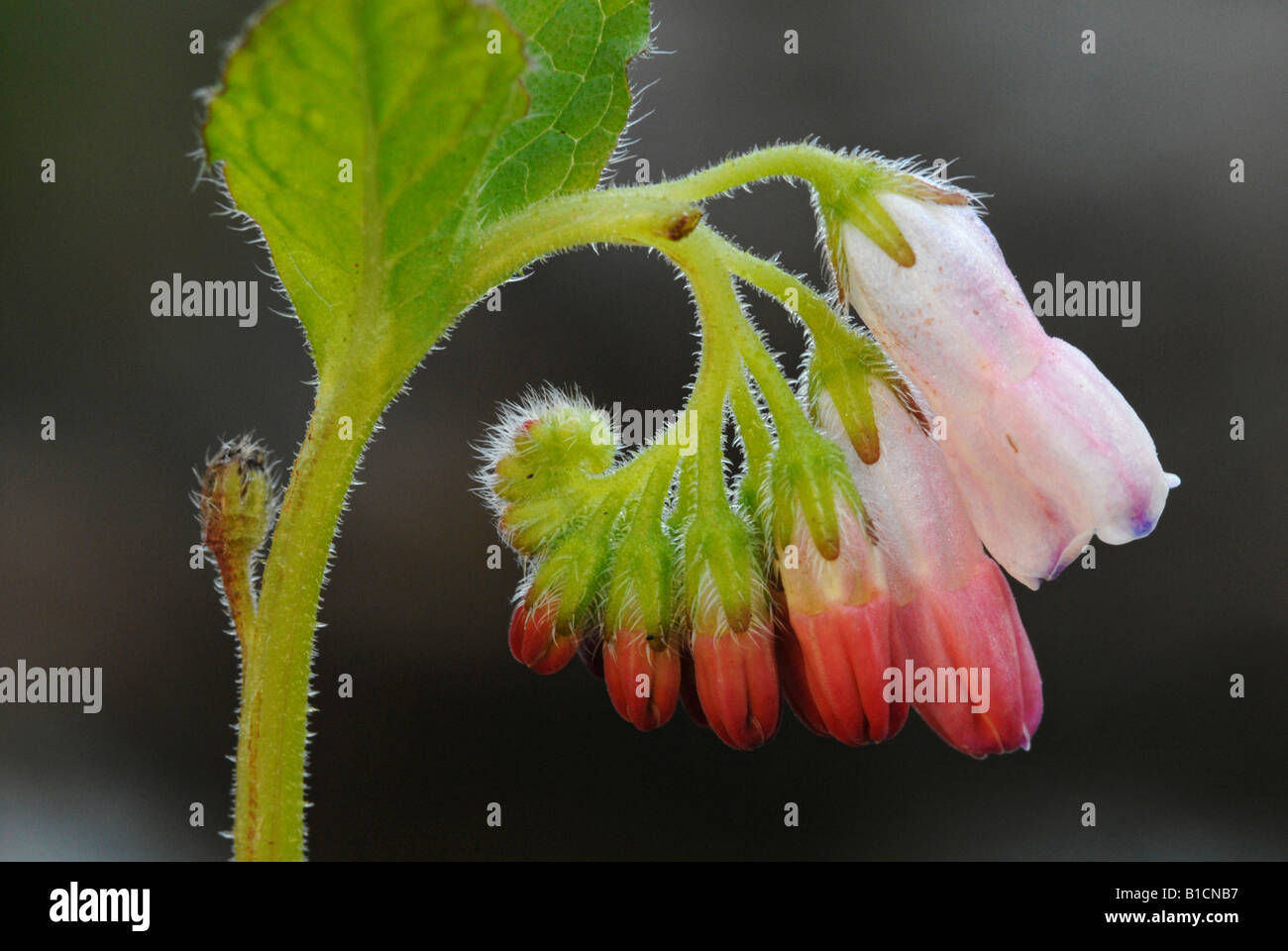 Dwarf Comfrey (Symphytum grandiflorum), blossoms Stock Photo