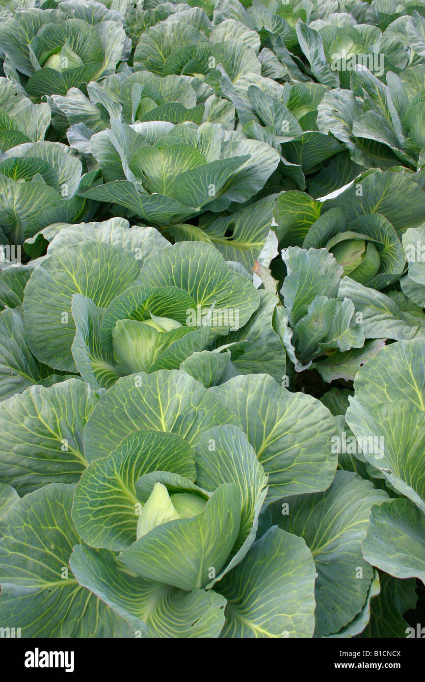 white cabbage (Brassica oleracea var. capitata f. alba), habit Stock