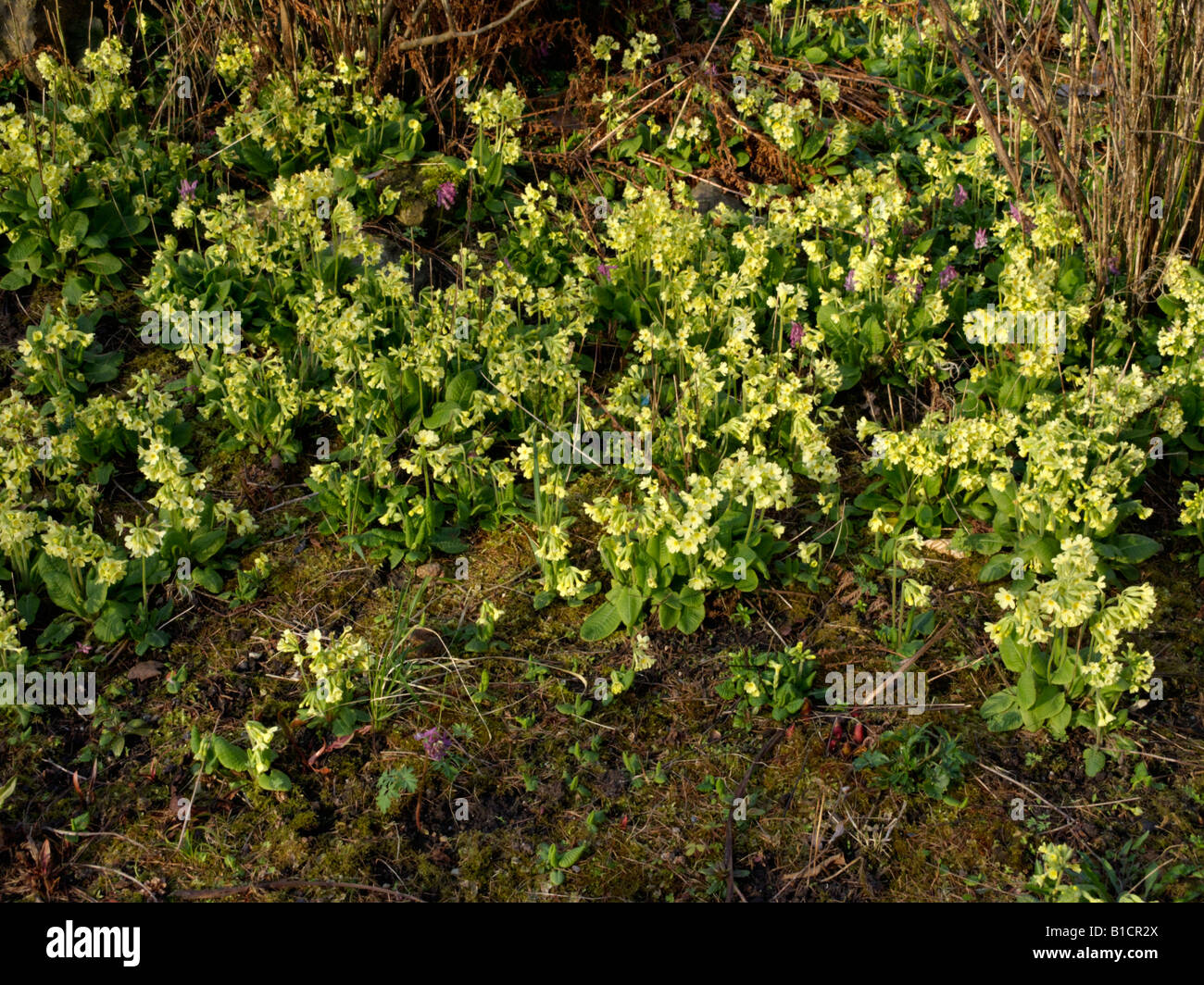 True oxlip (Primula elatior) Stock Photo