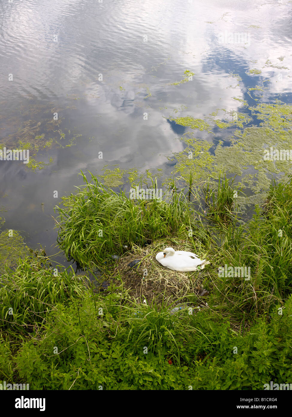 Mute Swan on a nest This nest has discarded rubbish in and around it plastics and cans bottles bags Stock Photo