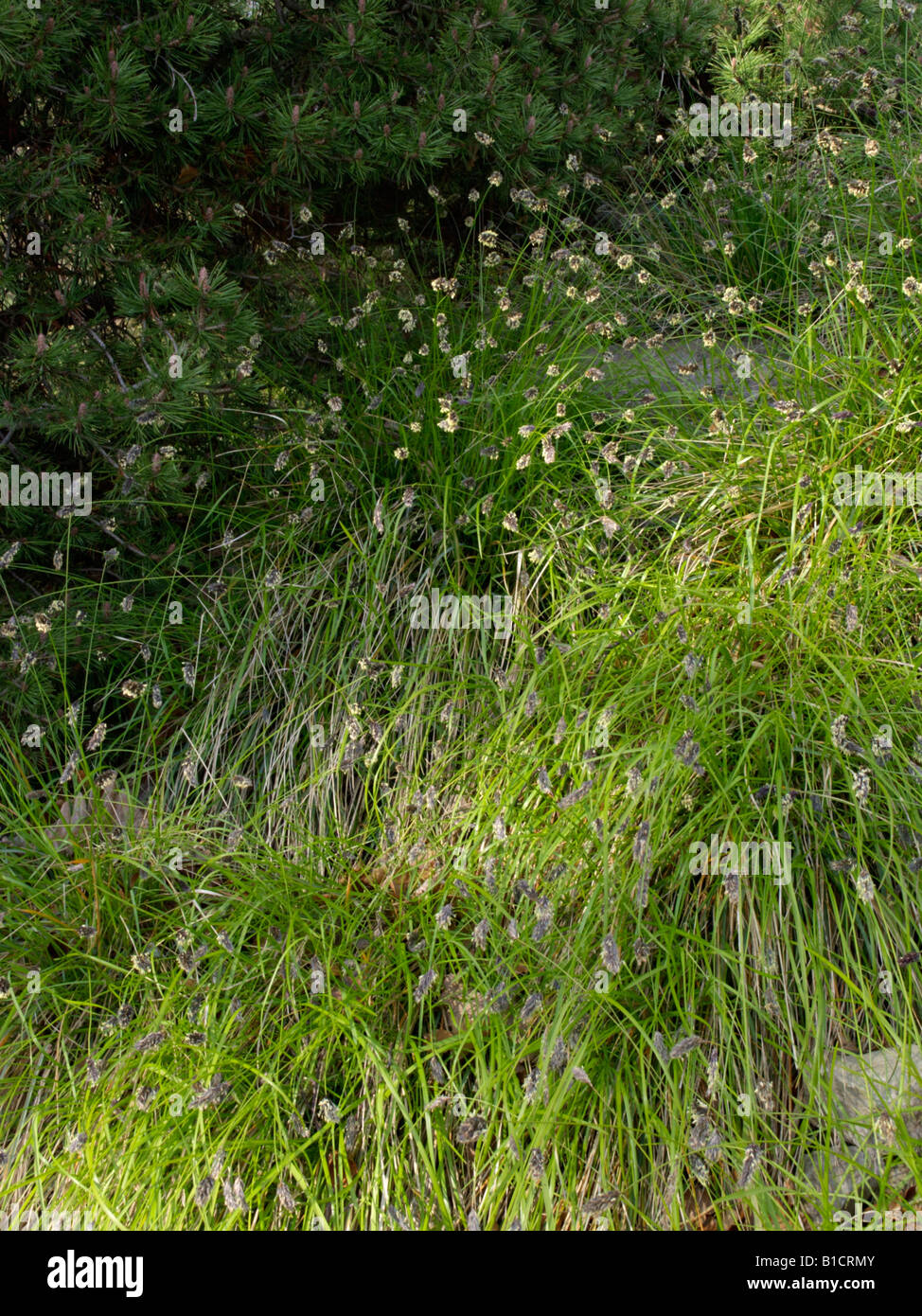 Balkan blue grass (Sesleria heufleriana) Stock Photo