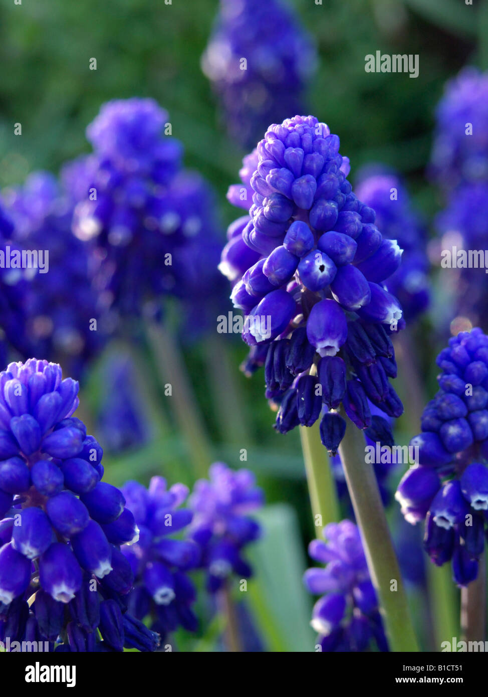 Common grape hyacinth (Muscari neglectum) Stock Photo