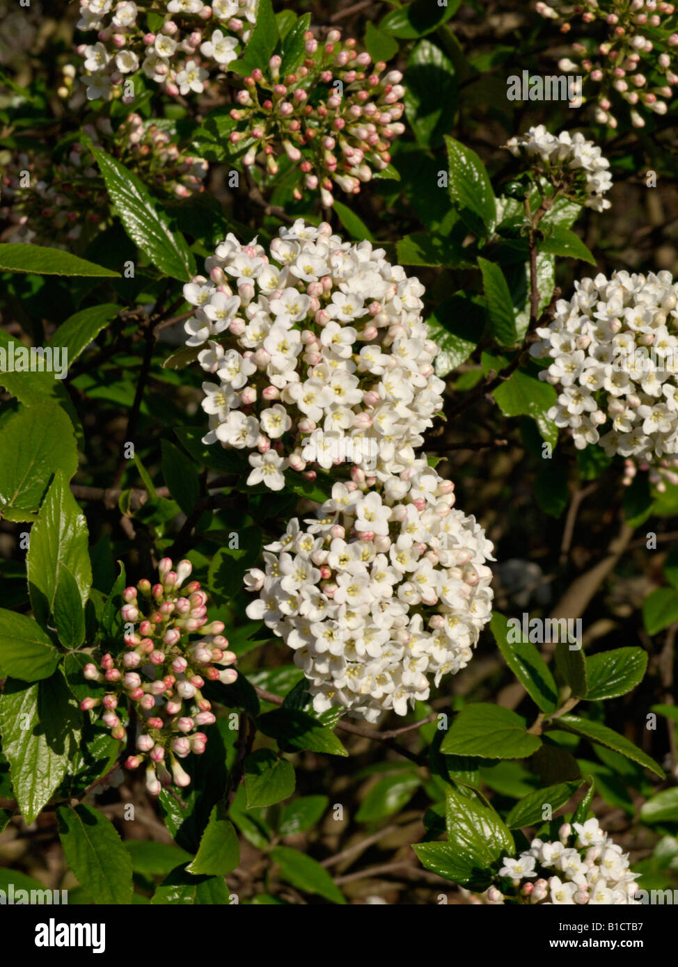 Burkwood's viburnum (Viburnum x burkwoodii Stock Photo Alamy