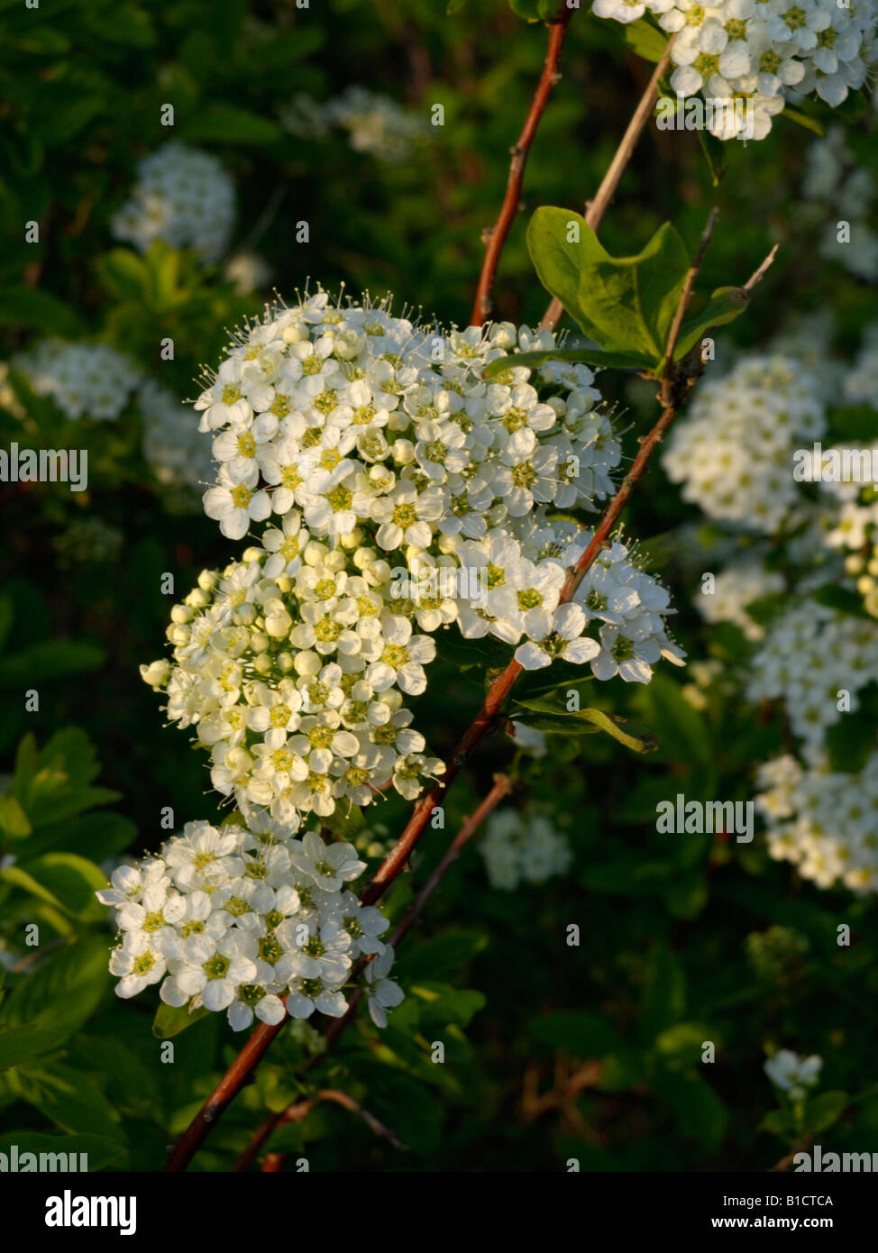 Spiraea media Stock Photo