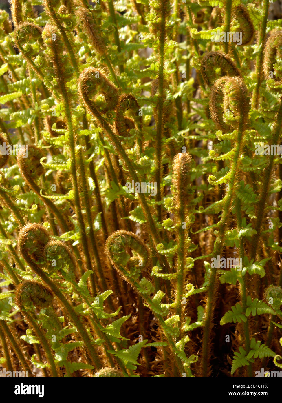 Golden shield fern (Dryopteris affinis) Stock Photo