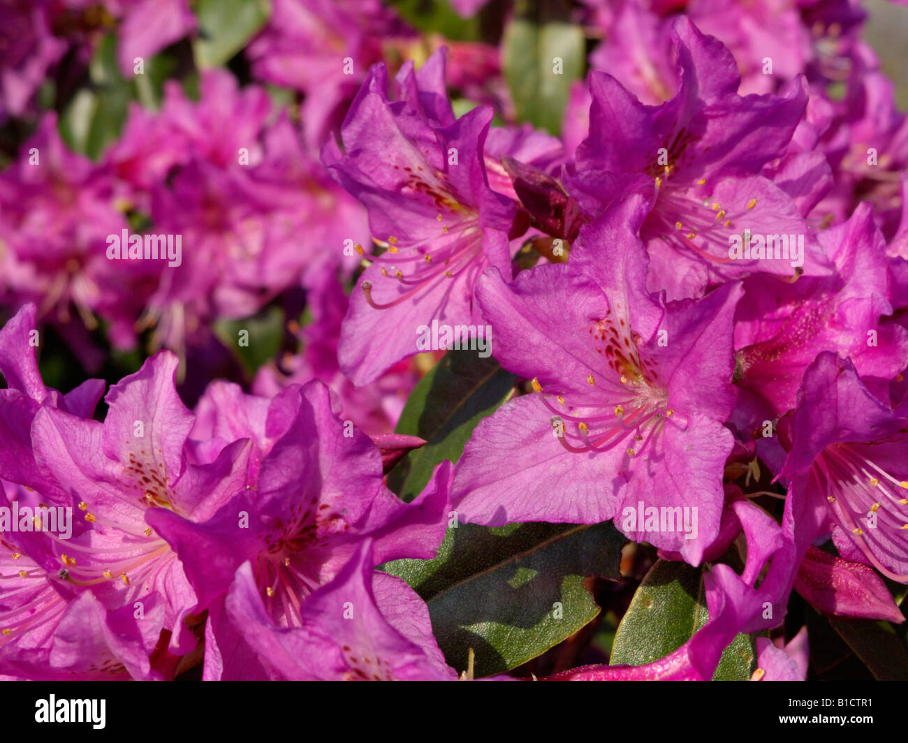 Rhododendron (Rhododendron rubiginosum) Stock Photo