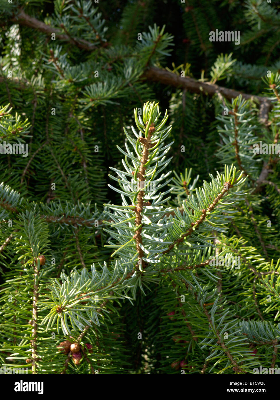 Serbian spruce (Picea omorika) Stock Photo