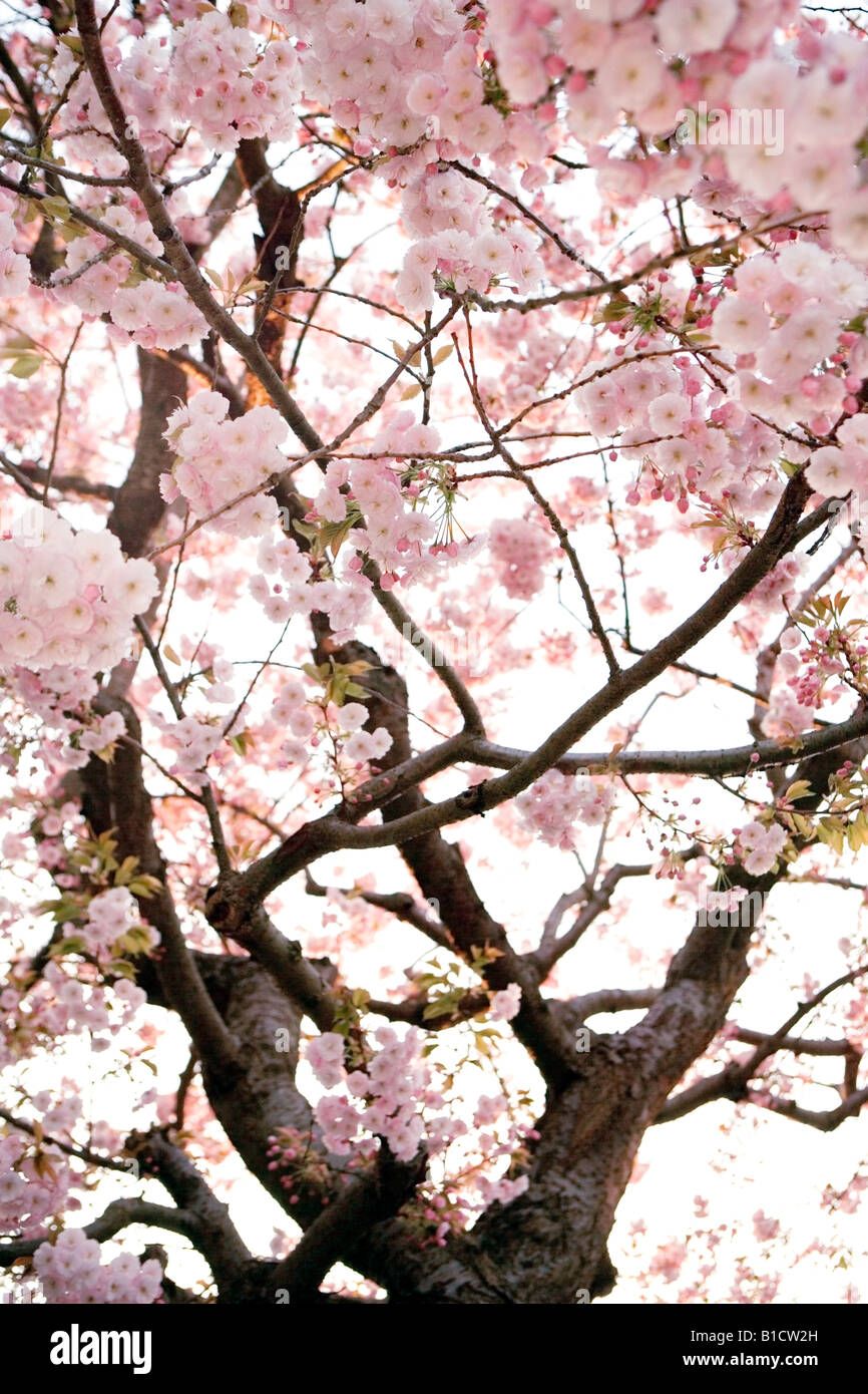 Blossom tree hi-res stock photography and images - Alamy