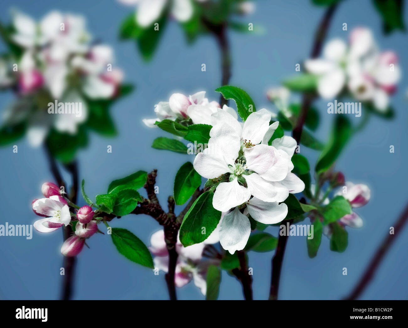 Common Name: Apple blossom Latin Name: Malus Stock Photo