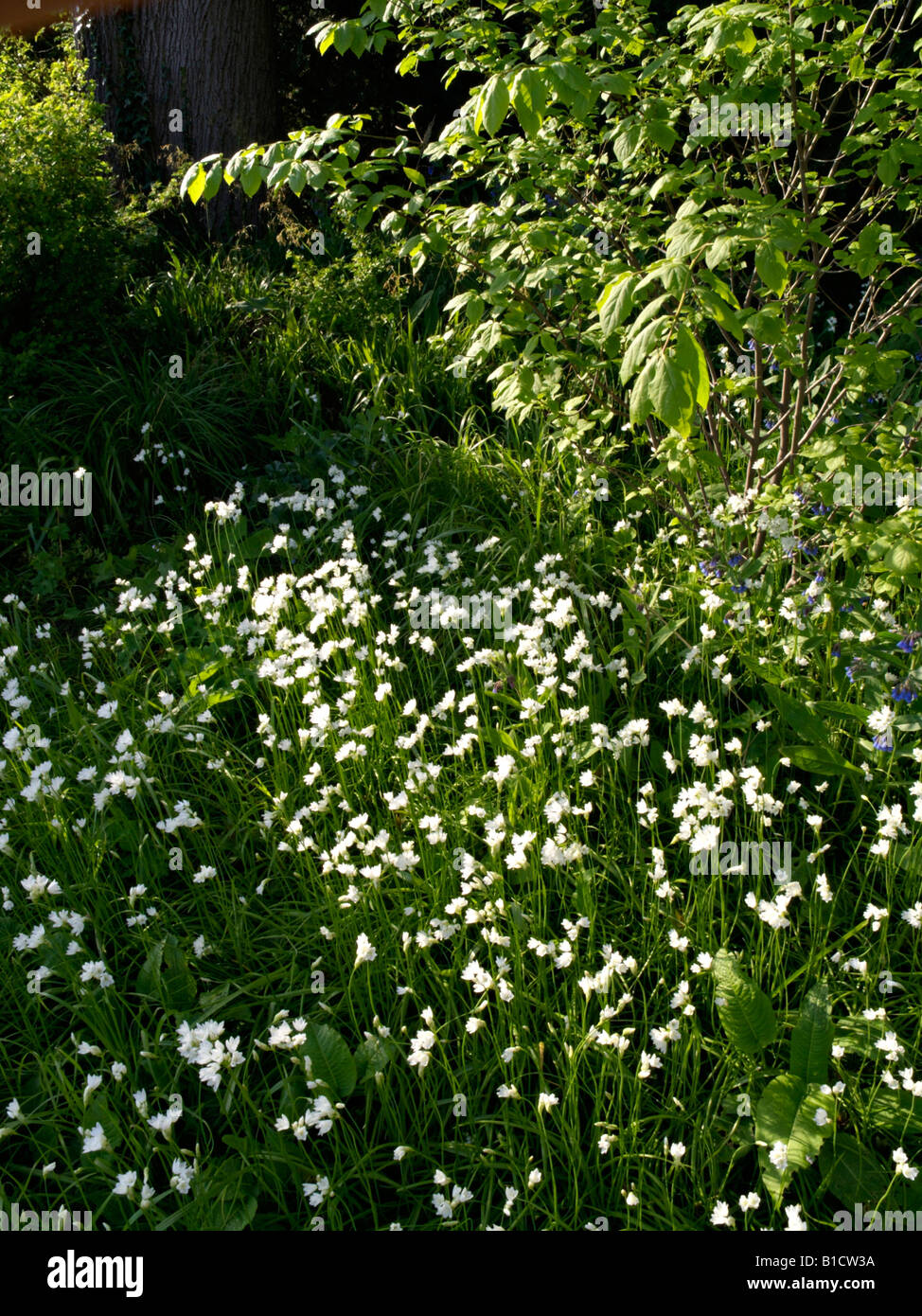 Allium zebdanense syn. Allium neapolitanum Stock Photo