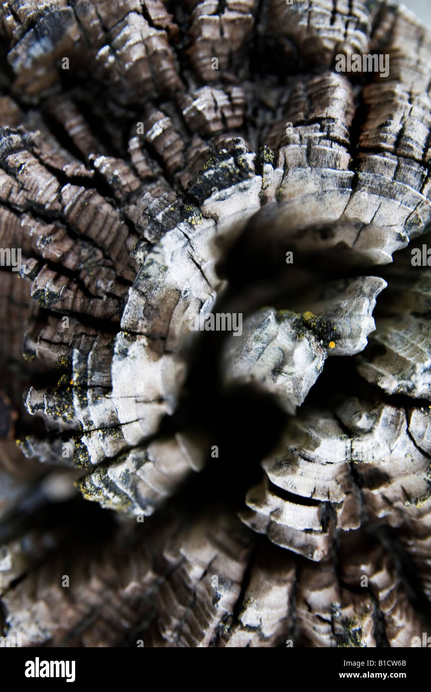 Interesting wood pattern with rotten wood rings Stock Photo - Alamy