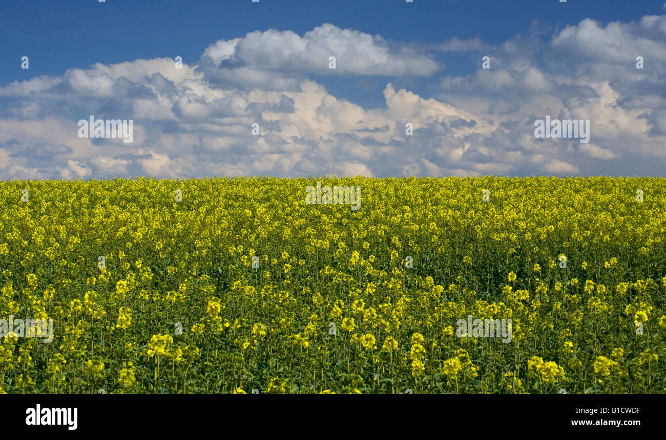 A field of yellow rapeseed flowers against a blue sky with white clouds ...