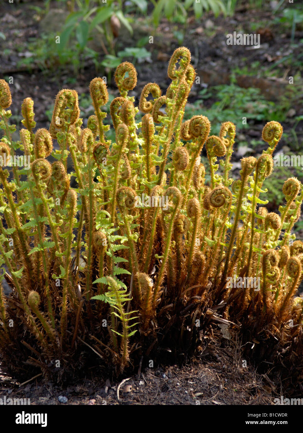 Golden shield fern (Dryopteris affinis) Stock Photo