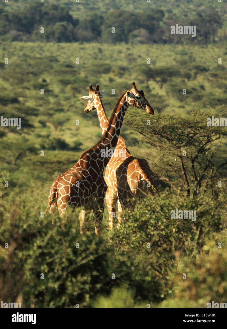 Two Reticulated giraffe in Kenya Africa Stock Photo
