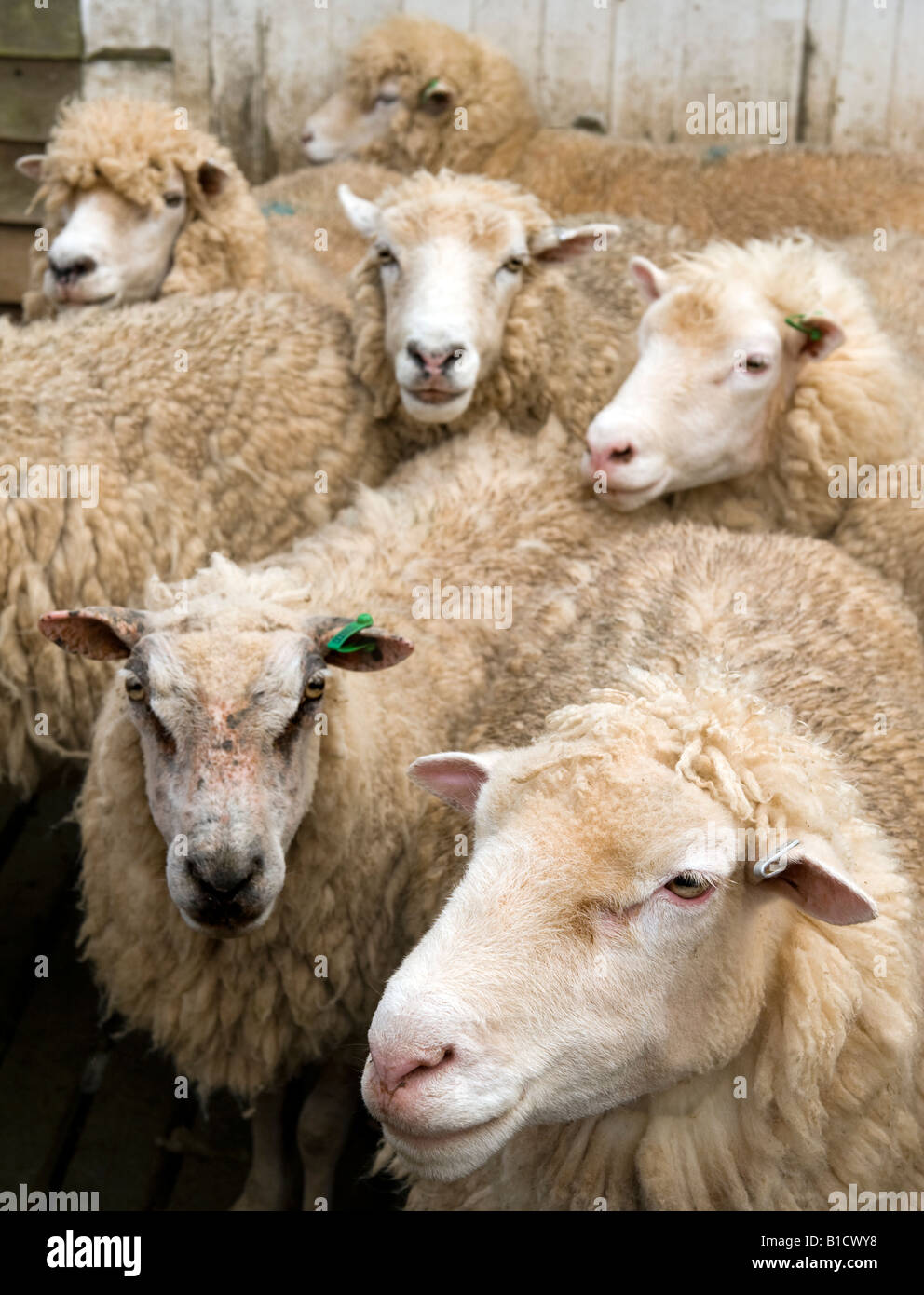 Sheep in pen waiting to be shorn Stock Photo