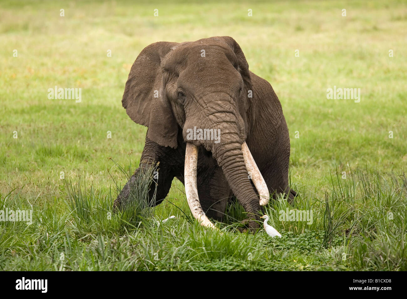 Long in the Tooth Bull elephant Loxodonta africana meets egret Ngorongoro Crater Tanzania Stock Photo