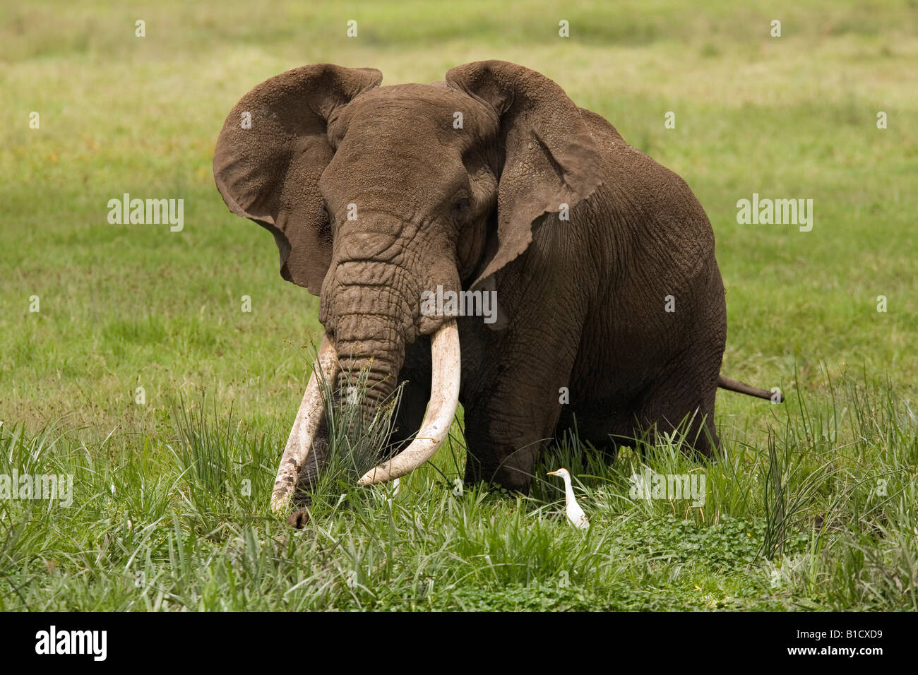 Long in the Tooth Bull elephant Loxodonta africana Ngorongoro Crater Tanzania Stock Photo