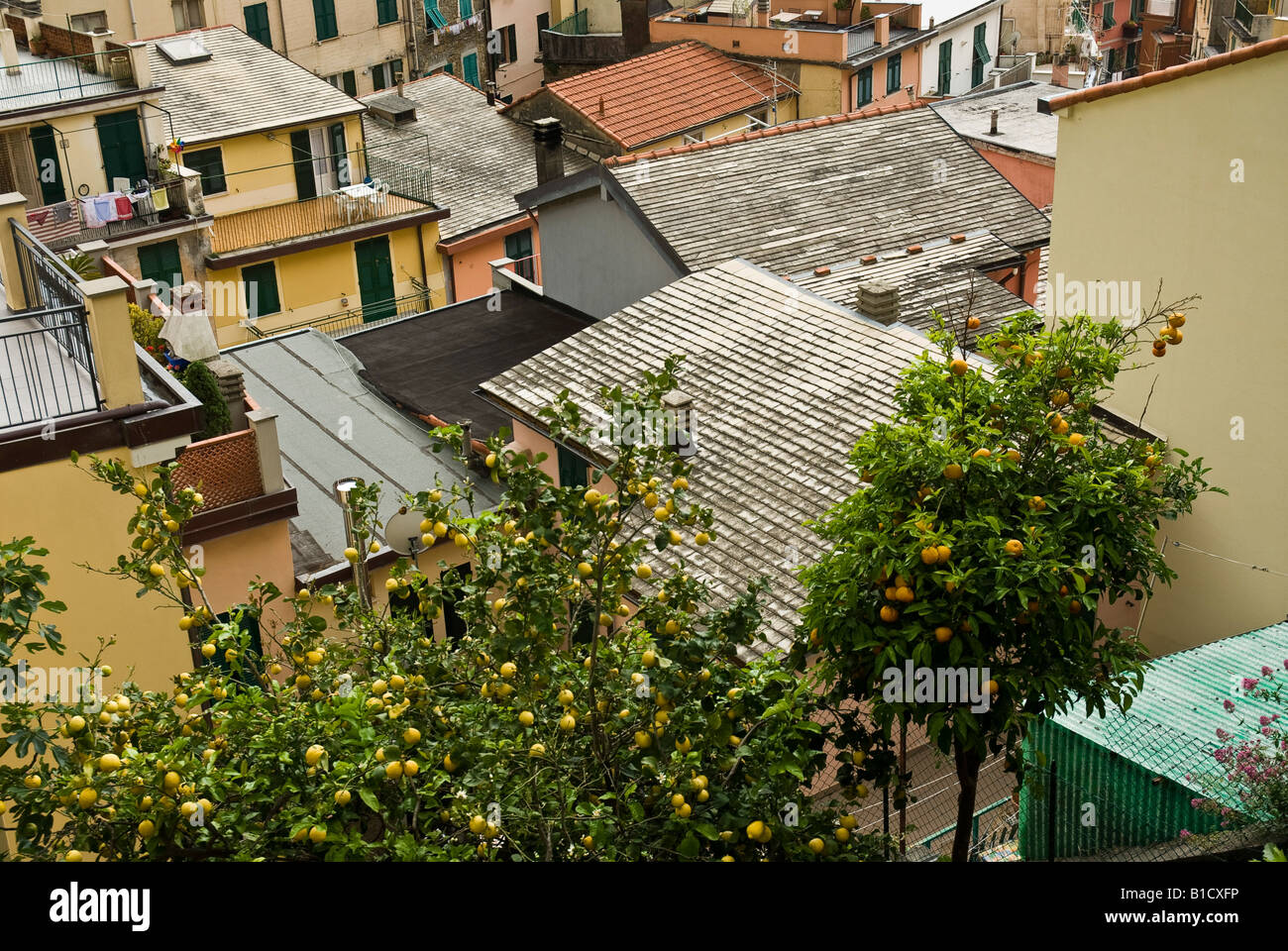 Lemon And Orange Trees
