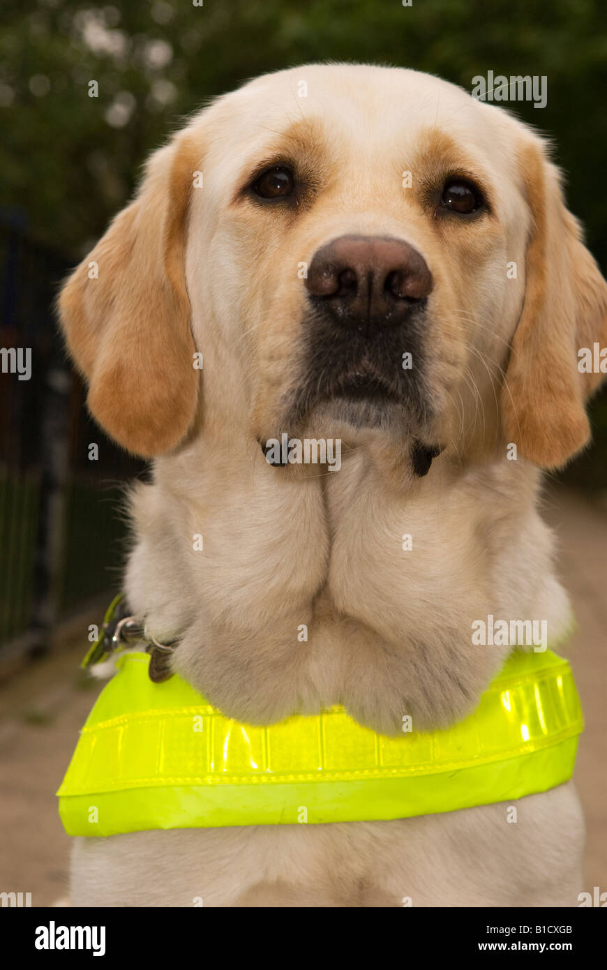 Why Do Labradors Make Good Guide Dogs