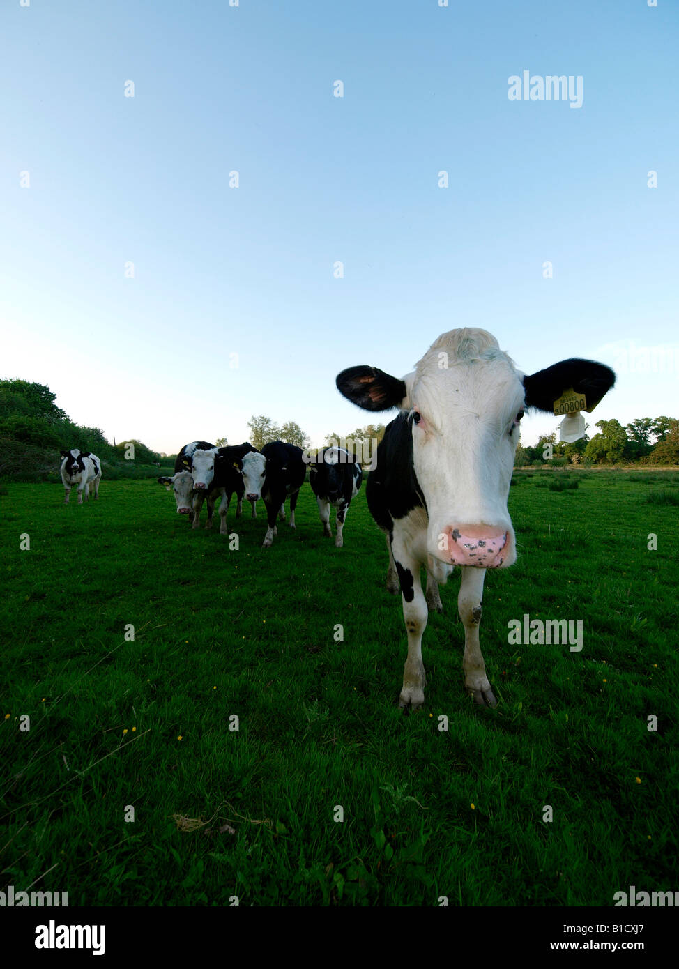 Group of cattle on grass with blue cloudless sky Stock Photo - Alamy