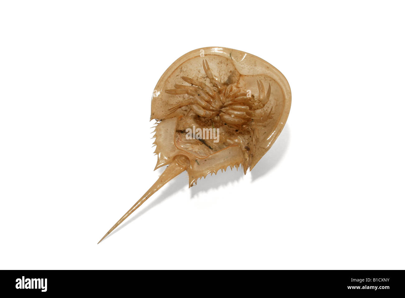 Horseshoe crab molt Cut Out Stock Images & Pictures Alamy
