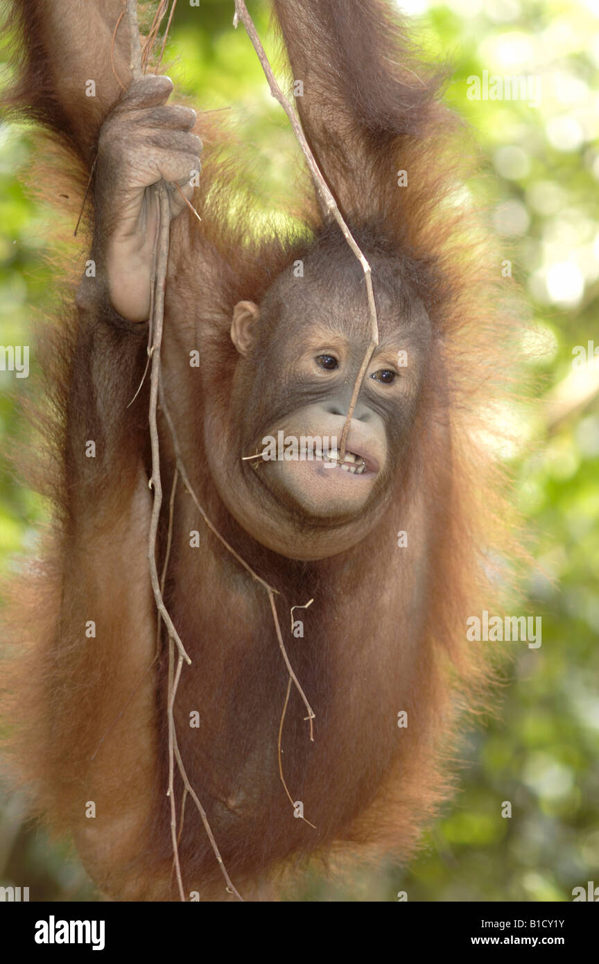 Bornean orangutan Pongo pygmaeus Sabah Malaysia Stock Photo