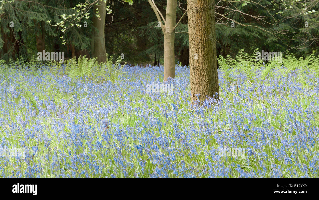 bluebells in wood green leaves trees behind Stock Photo Alamy